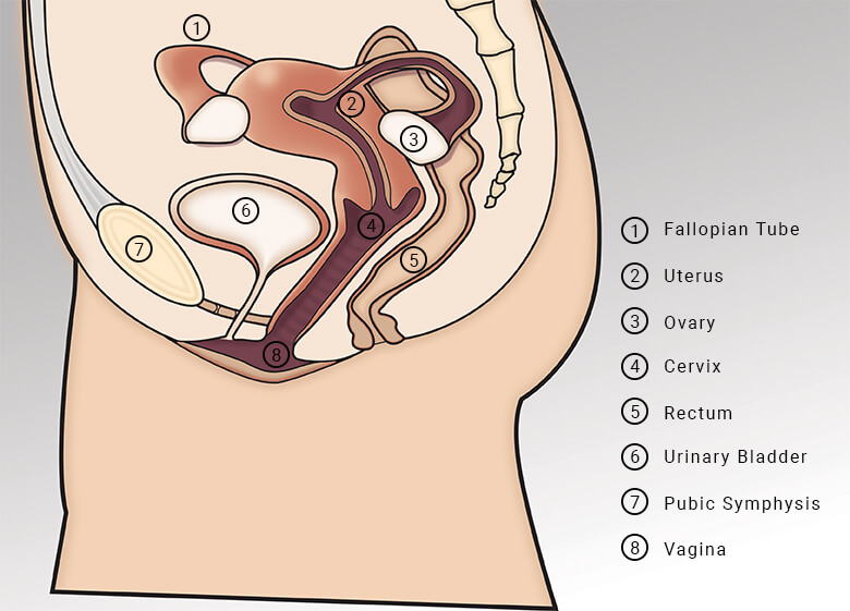 FEMALE URINARY TRACT