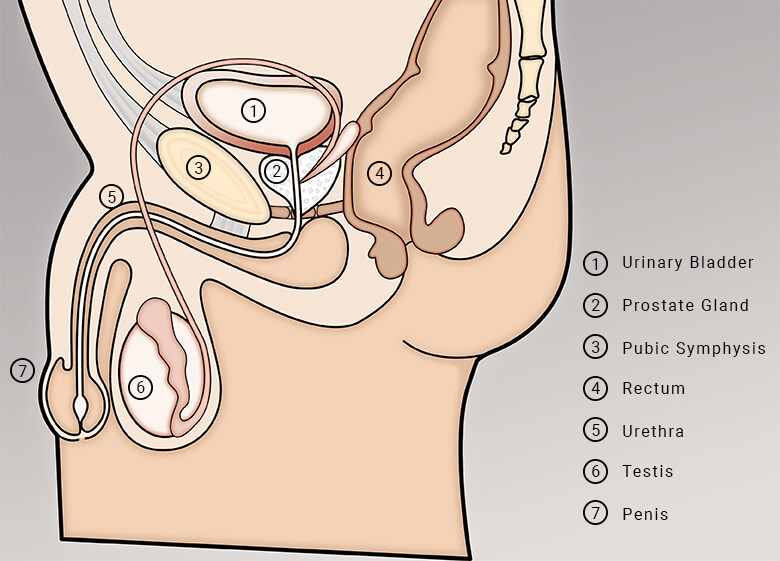 MALE URINARY TRACT