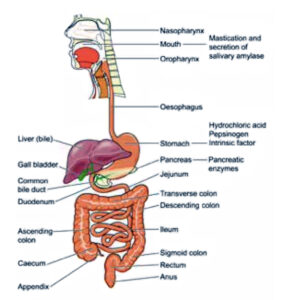 Digestive System Diagram