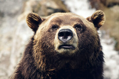 Grizzly Bear