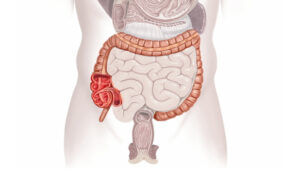 The Bowels And Digestive System Large Bowel