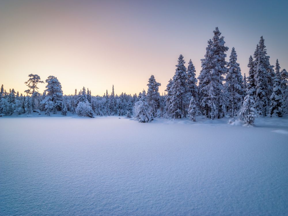 Snowy Landscape