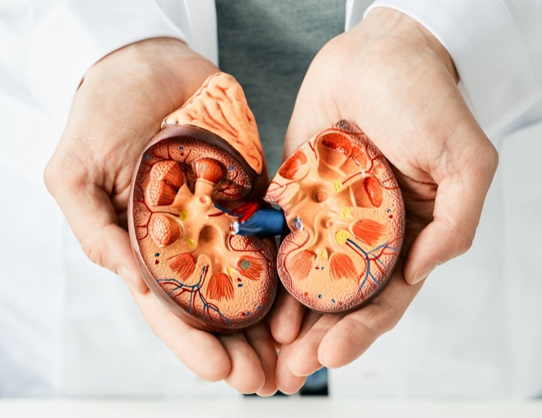 Kidney Health