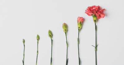 Stages of a carnation in bloom